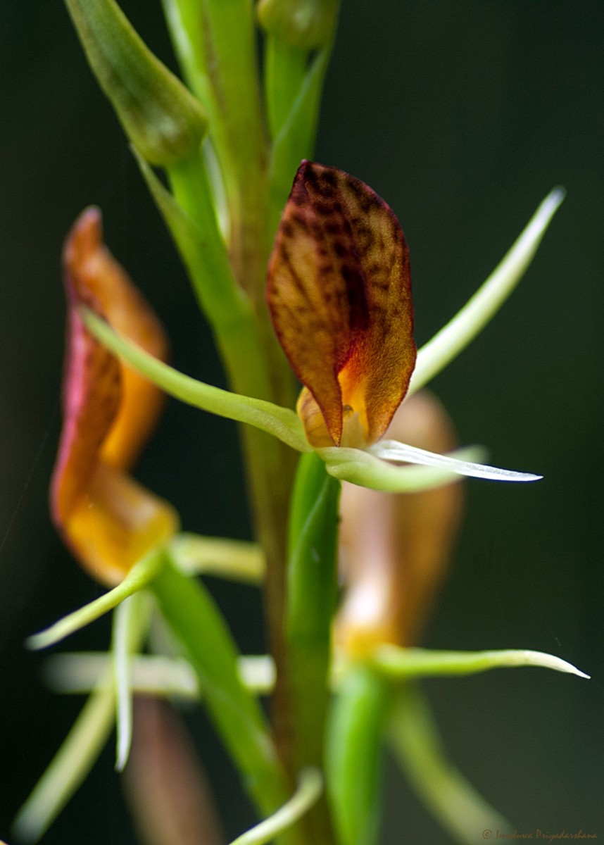 Cryptostylis arachnites (Blume) Hassk.